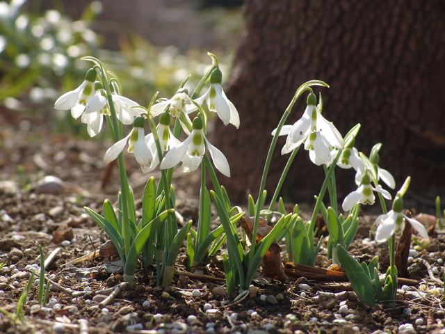 Garden & Exterior >冬の庭を明るく！寒さに強い花 球根草花  スノードロップ