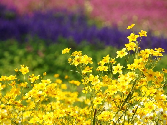 Garden & Exterior >冬の庭を明るく！寒さに強い花 １～２年草 ビデンス（ウインターコスモス）