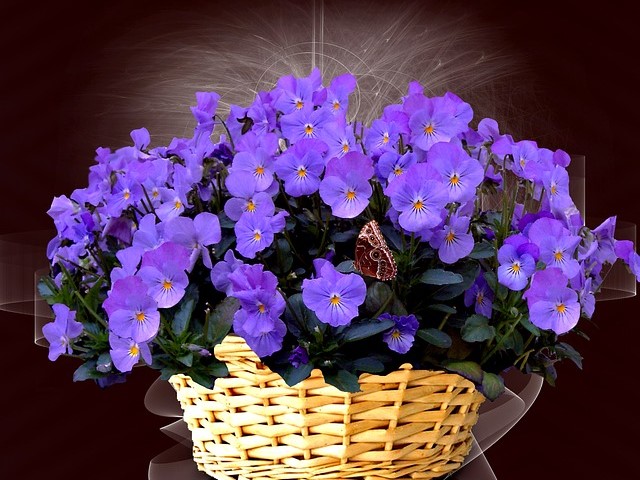https://4seasons.jp/special/balcony　ベランダで人気の草花　ビオラ 紫